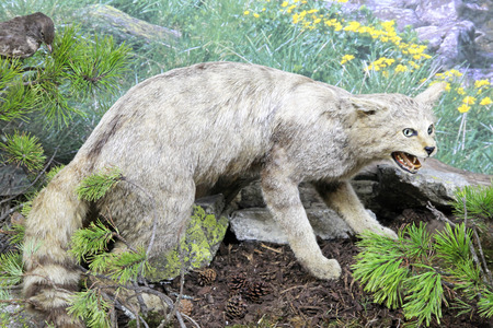 Real stuffed wild cat - Museum of the Tatra National Park - Tatranska Lomnica, Slovakiaのeditorial素材