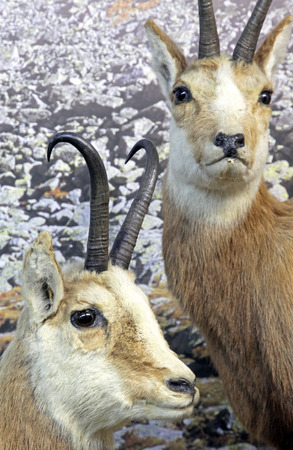 Real stuffed chamois - Museum of the Tatra National Park - Tatranska Lomnica, Slovakiaのeditorial素材