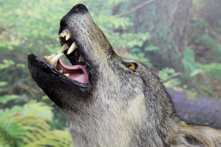 Real stuffed wolf - Museum of the Tatra National Park - Tatranska Lomnica, Slovakiaのeditorial素材