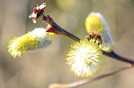 Blossoming flower and beeの写真素材