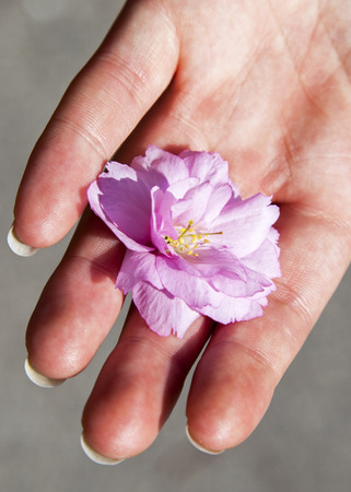 Cherry blossom in the handの写真素材