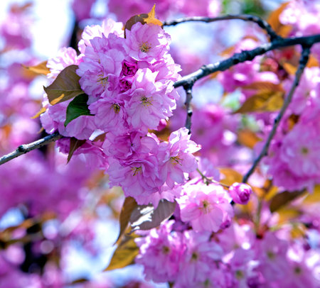 Cherry blossom