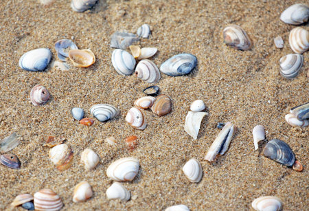 Coast of the North sea in Netherlands near dunes Meijendel
