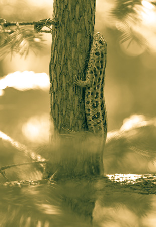 Sand lizard, Slovakiaの写真素材