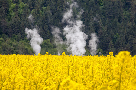 Rapeseed field, Slovakiaの写真素材