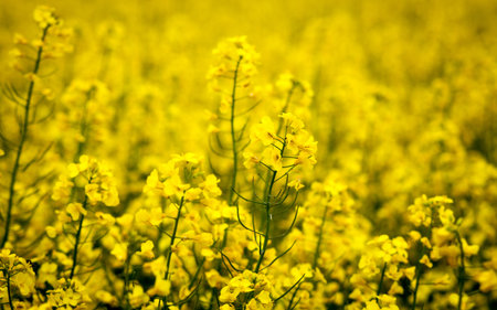 Rapeseed field, Slovakiaの写真素材