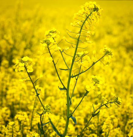 Rapeseed field, Slovakiaの写真素材