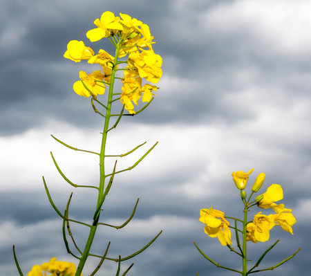 Rapeseed field, Slovakia