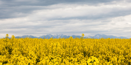 Rapeseed field, Slovakiaの写真素材