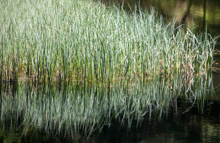 Tarn Vrbicke pleso at  Slovakia