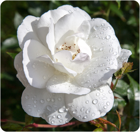 White roseの写真素材
