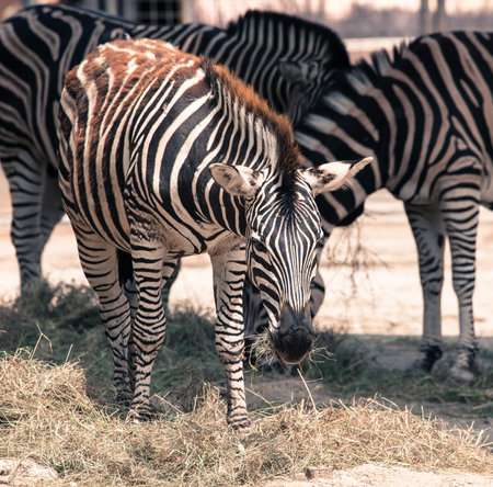Plains Zebra in Zoo Bratislava, Slovakiaの写真素材