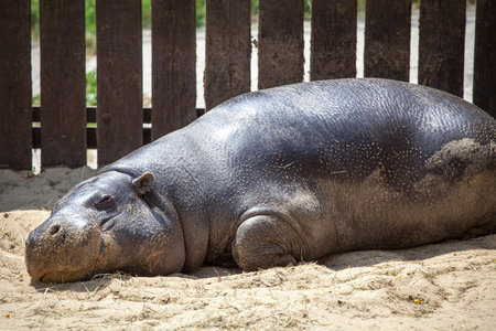 Pygmy hippopotamus in ZOO Bratislava, Slovakiaの写真素材