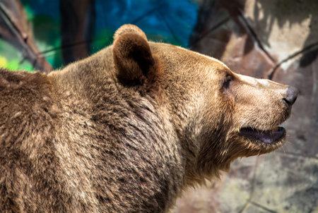 Brown bear at ZOO Bratislava, Slovakiaの写真素材