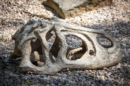 Fossil of dinosaurのeditorial素材