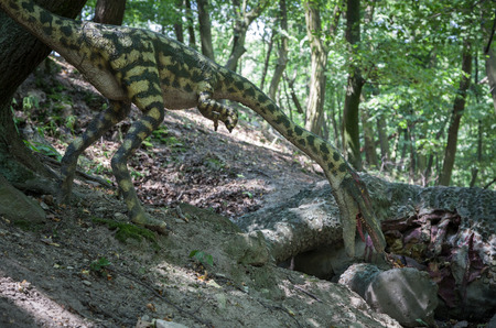 BRATISLAVA, SLOVAKIA - JUN 28: Realistic model of dinosaur Coelophysis at Dinopark on Jun 28, 2014 in Bratislavaのeditorial素材