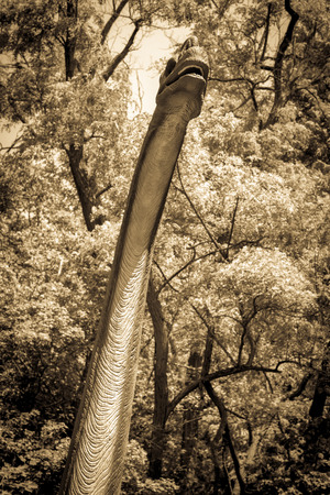 Realistic model of dinosaur - Brachiosaurusのeditorial素材