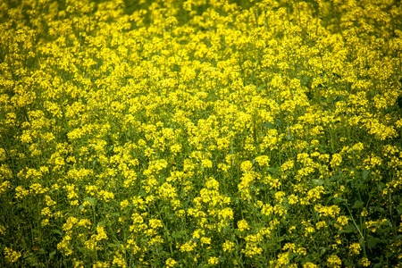 Yellow flowerの写真素材