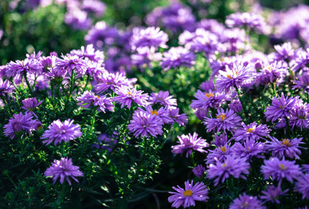 Violet flower at the garden