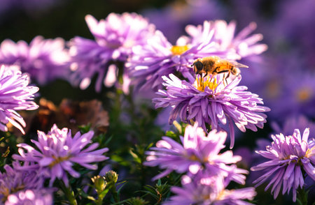 Violet flower at the garden