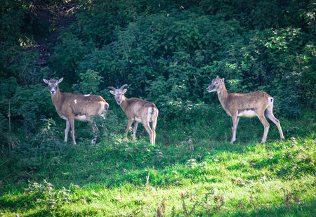 Herd of deer