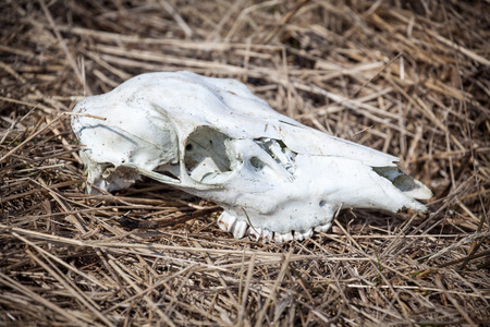 Skull of deerの写真素材