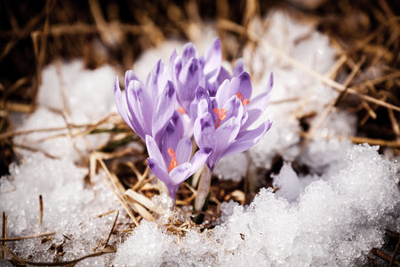 Violet flower - Crocus - in High Tatras, Slovakiaの写真素材