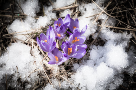 Violet flower - Crocus - in High Tatras, Slovakia