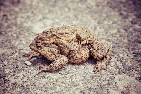 Mating frogs - Common Toadの写真素材
