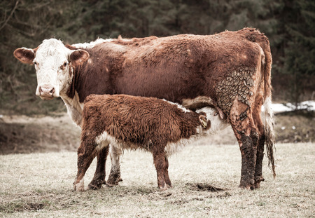 Calf on meadow, Slovakiaの写真素材