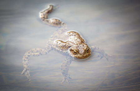 Frog - Common Toad in waterの写真素材