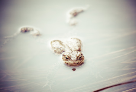 Frog - Common Toad in waterの写真素材