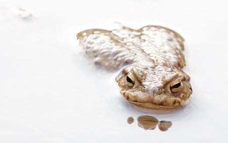 Frog - Common Toad in waterの写真素材