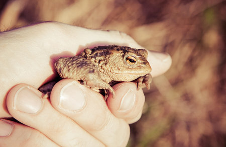 Frog - Common Toad in hand