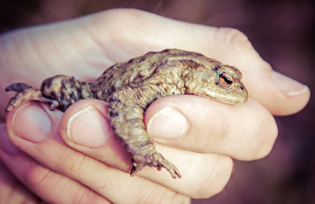 Frog - Common Toad in handの写真素材
