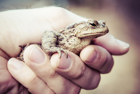 Frog - Common Toad in handの写真素材
