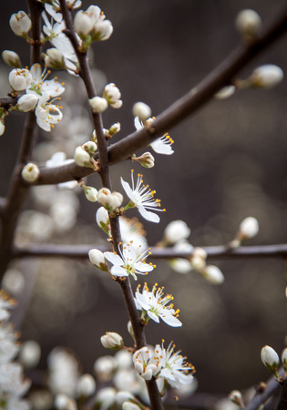 White flower on treeの写真素材