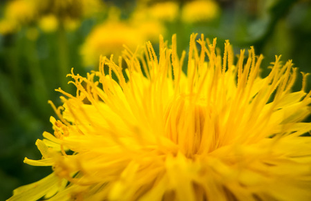 Dandelionの写真素材