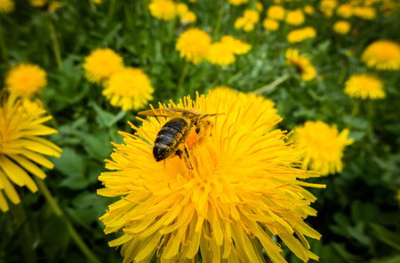 Bee on flower