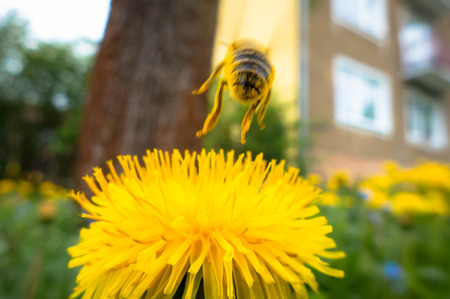 Bee on flowerの写真素材