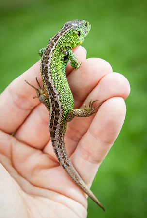 Lizard in handの写真素材