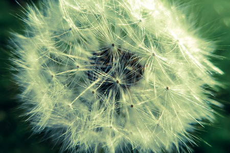 Dandelion