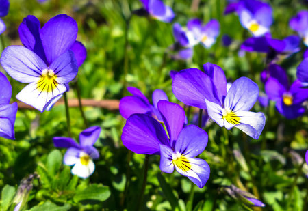 Violet flower
