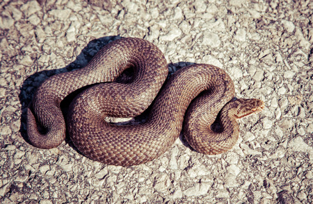 Snake - Vipera Berusの写真素材