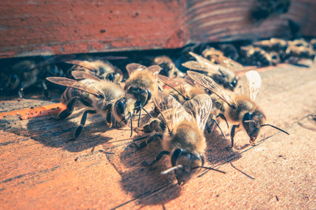 beehiveの写真素材