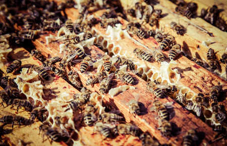 Beekeepingの写真素材