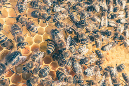 Bee swarmの写真素材