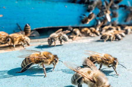 beehiveの写真素材