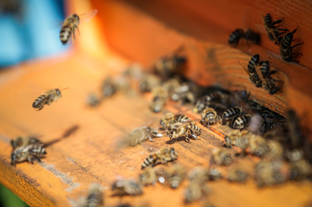 Beehiveの写真素材