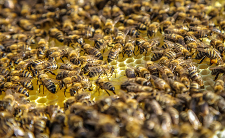 Bee keepingの写真素材